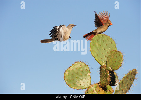 Nördliche Spottdrossel (Mimus Polyglottos), Erwachsene und nördlichen Kardinal (Cardinalis Cardinalis) Landung auf Kakteen, Texas Stockfoto