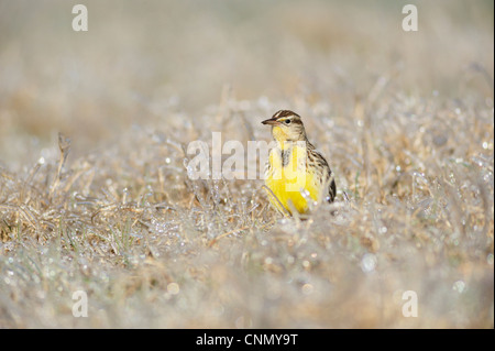 Östlichen Meadowlark (Sturnella Magna), Erwachsene zu Fuß auf dem Eis bedeckt Rasen, Dinero, Lake Corpus Christi, Süden von Texas, USA Stockfoto