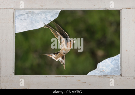 Rauchschwalbe (Hirundo Rustica), Erwachsene fliegen durch Fenster, Dinero, Lake Corpus Christi, Süden von Texas, USA Stockfoto