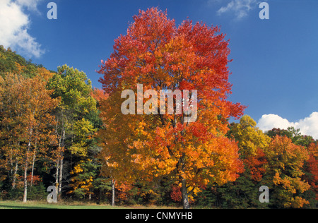 Tennessee Ahornbäume gehen rote Herbstfärbung - Cades Cove, Tennessee, USA. Stockfoto