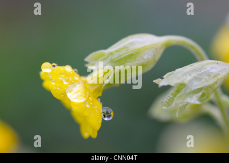 Schlüsselblumen; Primula Veris; im Tau; Frühling; UK Stockfoto