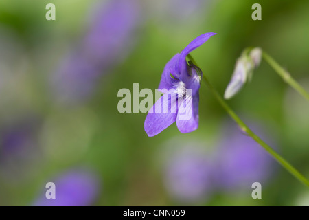 Hund-violett; Viola Riviniana; Cornwall; UK Stockfoto