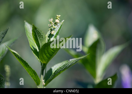 Dog's Quecksilber; Mercurialis Perenne; UK Stockfoto