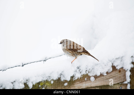 Heckenbraunelle; Prunella Modularis; im Schnee; UK Stockfoto