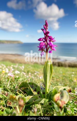 Frühe lila Orchidee; Orchis Mascula; bei Pendower; Cornwall; UK Stockfoto