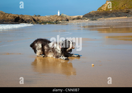 Englisch Springer Spaniel; Godrevy Strand; Cornwall; UK Stockfoto