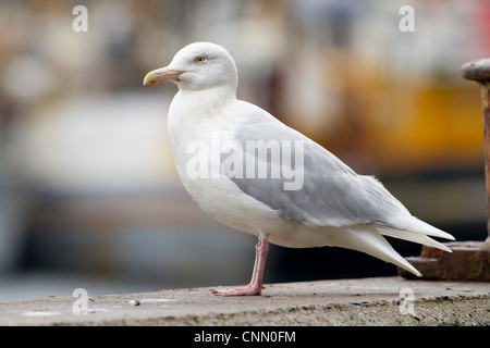 Glaucous Möwe; Larus Hyperboreus; Erwachsenen; UK Stockfoto