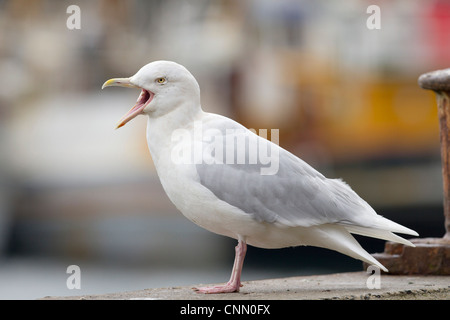 Glaucous Möwe; Larus Hyperboreus; Erwachsenen; Berufung; UK Stockfoto