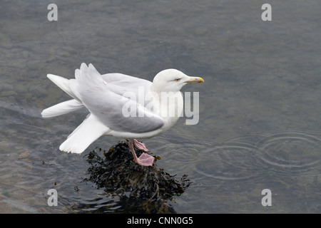 Glaucous Möwe; Larus Hyperboreus; Erwachsenen; UK Stockfoto