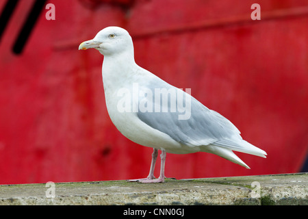 Glaucous Möwe; Larus Hyperboreus; Erwachsenen; UK Stockfoto