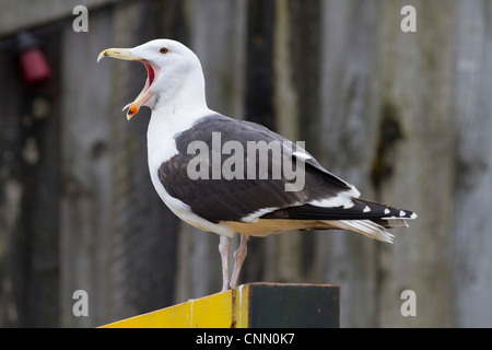 Große schwarze Backed Gull; Larus Marinus; Erwachsenen; UK Stockfoto