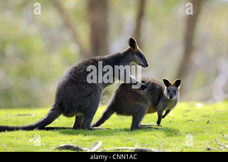 Swamp Wallaby (Wallabia bicolor) Erwachsenen Mannschaft, Männlich halten weiblich, South Australia, Australien Stockfoto