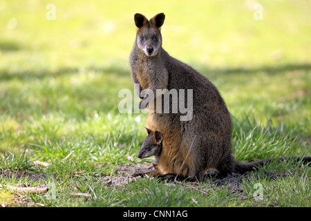 Swamp Wallaby (Wallabia bicolor) erwachsenes Weibchen mit jungen im Beutel, South Australia, Australien Stockfoto