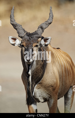 Riesiges Eland (Tauro Derbianus) Männchen, mit Schlamm auf Hörner, Fatalah Reserve, Senegal, Januar Stockfoto