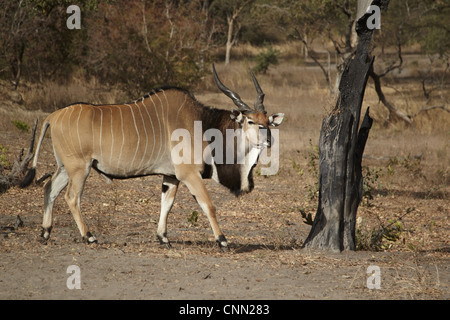 Riesiges Eland (Tauro Derbianus) Männchen, Wandern in trockenen Wäldern, Fatalah Reserve, Senegal, Januar Stockfoto