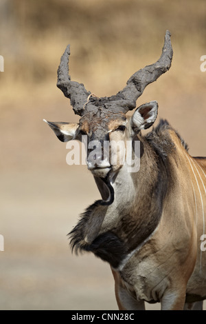 Riesiges Eland (Tauro Derbianus) Männchen, mit Schlamm auf Hörner, schütteln Wamme, Fatalah Reserve, Senegal, Januar Stockfoto