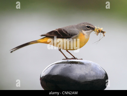 Gebirgsstelze (Motacilla Cinerea) bei Bewdley, Worcestershire, England, Europa Stockfoto