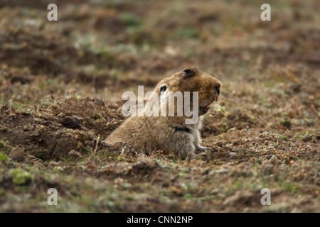 Riesen Maulwurf-Ratte (Tachyoryctes Macrocephalus) Erwachsenen, auftauchen aus Fuchsbau Eingang, Bale Mountains, Oromia, Äthiopien Stockfoto