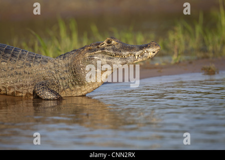 Paraguay Kaiman (Caiman Yacare) Erwachsenen, ruht am Ufer, Río Paraguay, Pantanal, Mato Grosso, Brasilien Stockfoto