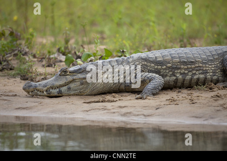 Paraguay Kaiman (Caiman Yacare) Erwachsenen, ruht am Ufer, Pantanal, Mato Grosso, Brasilien Stockfoto