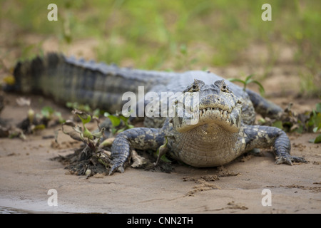 Paraguay Kaiman (Caiman Yacare) Erwachsenen, ruht am Ufer, Pantanal, Mato Grosso, Brasilien Stockfoto