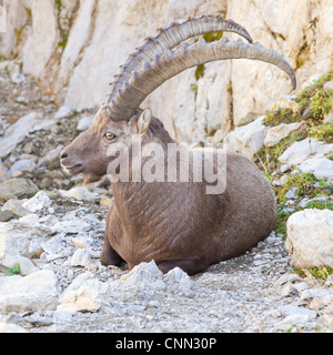 große starke männliche Steinböcke (Capra Ibex) eine wilde Ziege-Arten in der Schweiz Stockfoto