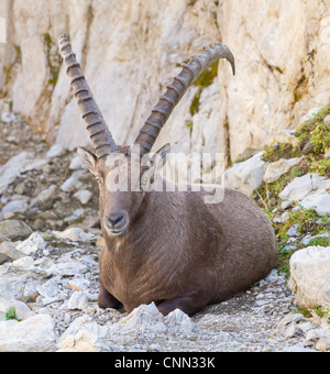 große starke männliche Steinböcke (Capra Ibex) eine wilde Ziege-Arten in der Schweiz Stockfoto