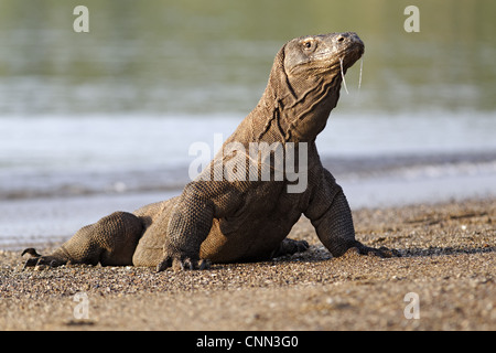 Komodo-Waran (Varanus Komodensis) Erwachsenen, sabbern Speichel, Komodo N.P., Insel Komodo, kleinen Sunda-Inseln, Indonesien, März Stockfoto