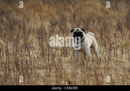 Ein Rehkitz farbig Mops Hund in das Unkraut auf der Hundewiese. Stockfoto