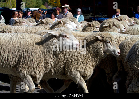 Schafe auf den Winter verschoben Weiden in den hinteren der Schaf-Parade auf der Main Street in Ketchum, Idaho, USA. Stockfoto