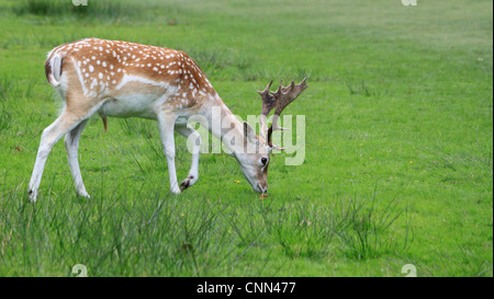 Erwachsenen Damhirsch Hirsch Weiden auf Öffnen Grünland in England. Stockfoto