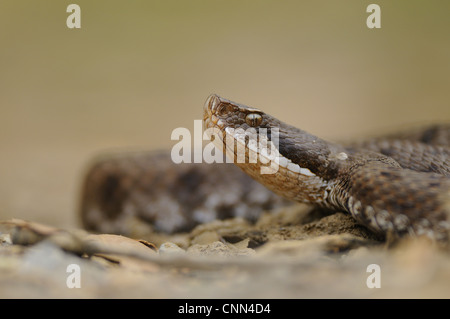 ASP Viper (Vipera Aspis) Erwachsene, Nahaufnahme des Kopfes, Italien, Juni Stockfoto