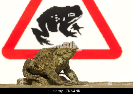 Gemeinsamen Kröte (Bufo Bufo) Erwachsenen, mit Kröte überquert Zeichen im Hintergrund, Sheffield, South Yorkshire, England, april Stockfoto