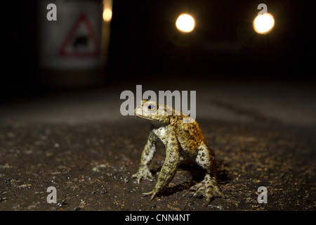 Gemeinsamen Kröte (Bufo Bufo) Erwachsenen an Kröte Kreuzung auf Straße in der Nacht, Sheffield, South Yorkshire, England, april Stockfoto