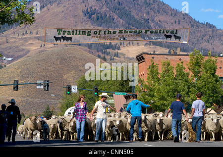 Schafe auf den Winter verschoben Weiden in den hinteren der Schaf-Parade auf der Main Street in Ketchum, Idaho, USA. Stockfoto