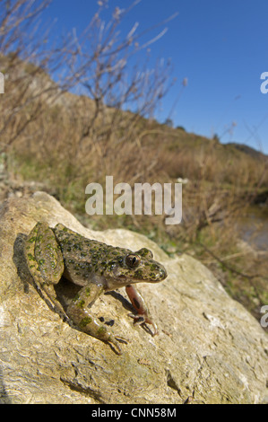 Gemeinsamen Petersilie Frosch (Pelodytes Punctatus) Männchen, sitzen auf Felsen im Lebensraum, Italien Stockfoto