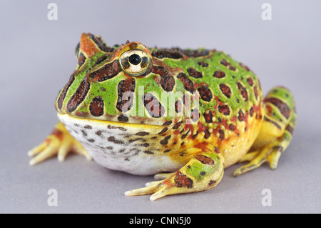 Cranwell des gehörnten Frosch (Ceratophrys Cranwelli) junge Stockfoto