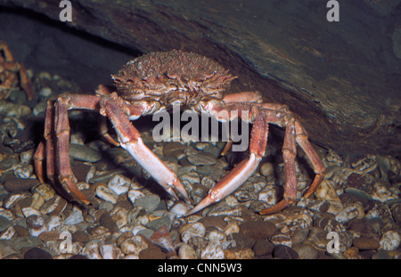 Krabbe - Spider Langusten (Maia Squinado) Nahaufnahme von männlichen Plymouth Stockfoto