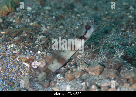 Maskierte Shrimpgoby (Amblyeleotris Gymnocephala) Erwachsenen, am Fuchsbau Eingang, Lembeh Insel Sulawesi, Indonesien Stockfoto