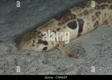 Indonesische Speckled Carpetshark Hemiscyllium Freycineti Erwachsene Meeresboden Nacht Gam Insel Raja Ampat West Papua-Neu-Guinea-Indonesien Stockfoto
