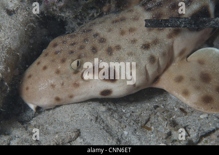 Indonesische Speckled Carpetshark Hemiscyllium Freycineti Erwachsene close-up Kopf Meeresboden Nacht Gam Insel Raja Ampat West Papua Neu Stockfoto