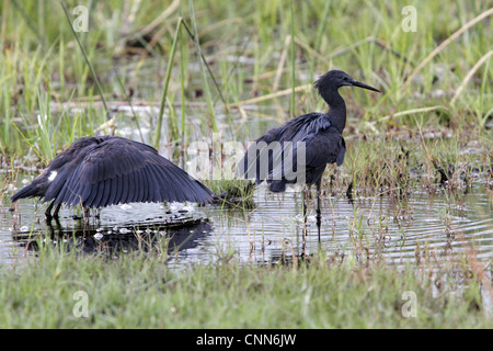 Der schwarze Reiher interessante Jagdmethode rief Baldachin Fütterung # Flügel Verwendungszwecke wie Sonnenschirm Schatten verwendet erstellt, um Fische anzulocken. Stockfoto