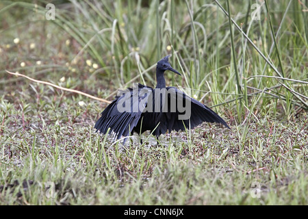 Der schwarze Reiher interessante Jagdmethode rief Baldachin Fütterung # Flügel Verwendungszwecke wie Sonnenschirm Schatten verwendet erstellt, um Fische anzulocken. Stockfoto