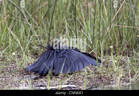 Der schwarze Reiher interessante Jagdmethode rief Baldachin Fütterung # Flügel Verwendungszwecke wie Sonnenschirm Schatten verwendet erstellt, um Fische anzulocken. Stockfoto