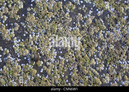 Eichel Barnacle (Semibalanus Balanoides) Masse, auf exponierten Felsen bei Ebbe, Bembridge, Isle Of Wight, England, Juni Stockfoto