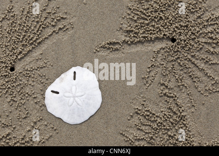 Sanddollars (Clypeasteroida SP.) Endoskelett und Ghost Krabben Höhlen am Strand Tuaran, Sabah, Borneo, Malaysia Stockfoto