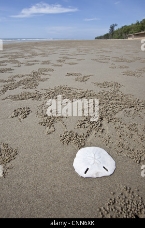 Sanddollars (Clypeasteroida SP.) Endoskelett und Ghost Krabben Höhlen am Strand Tuaran, Sabah, Borneo, Malaysia Stockfoto