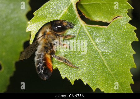 Willoughby Leafcutter Biene Megachile Willughbiella Erwachsene Trennscheibe Birke Betula SP. Blatt Snailbeach Shropshire England Juli Stockfoto