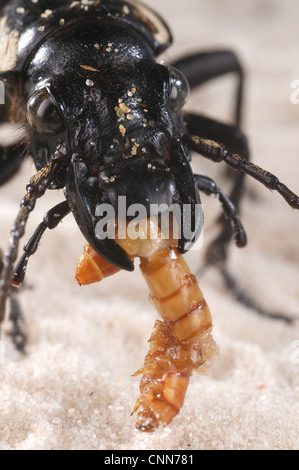 Sechs-Ort Boden Käfer Anthia Sexguttata Erwachsener Nahaufnahme Kopf Fütterung auf Mehlwurm Tenebrionidae SP. Larve in Nordafrika Stockfoto