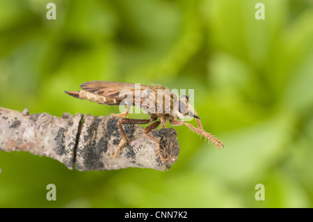 Hornet Robberfly (Asilus Crabroniformis) Erwachsenen, Reinigung der Vorderbeine, ruht auf Zweig, England Stockfoto